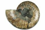 Cut & Polished Ammonite Fossil (Half) - Madagascar #349075-1